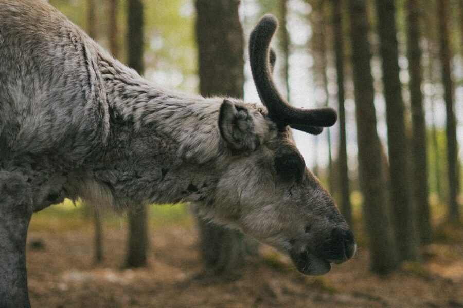 Rovaniemi: Reindeer Farm Visit with Photographer - Two hours at the farm, with a clear rhythm
