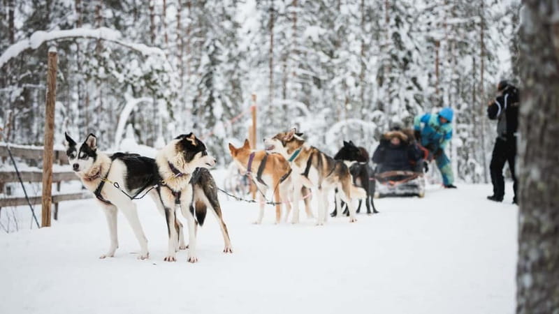 Rovaniemi: Reindeer, Huskies & Santa Claus Village - Free time at Santa Claus Village