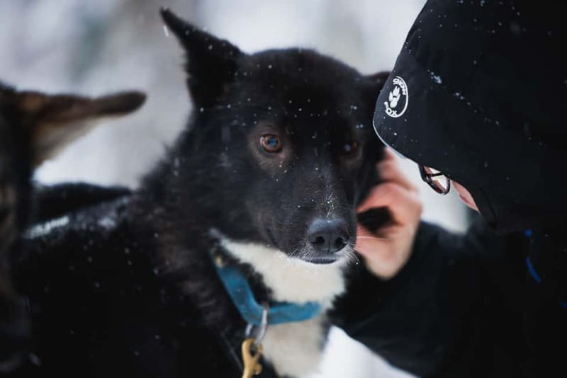 Rovaniemi: Reindeer, Huskies & Santa Claus Village - How much value do you get for $213?