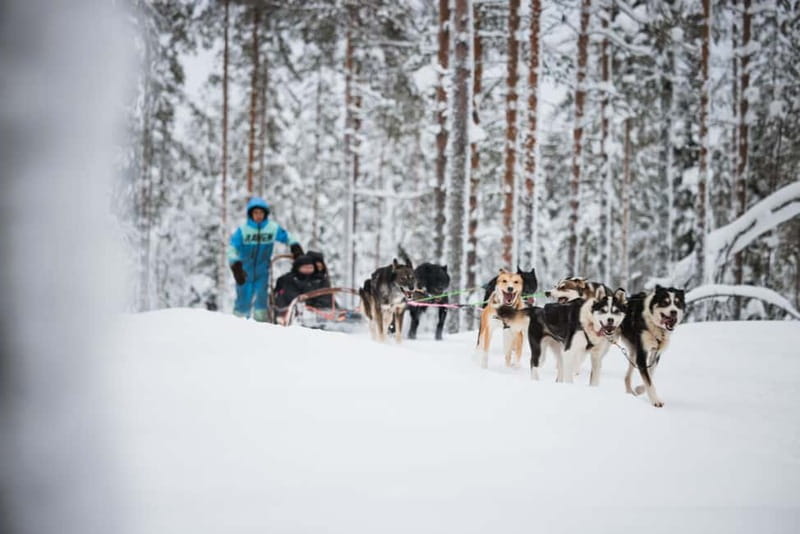 Rovaniemi: Reindeer, Huskies & Santa Claus Village - Cold-weather tips and timing advice