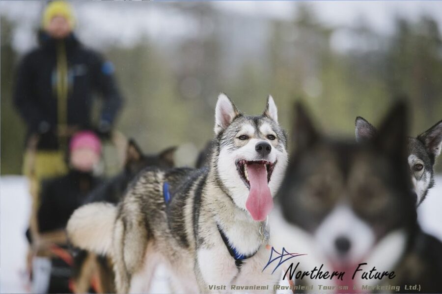 Rovaniemi: Reindeer, Huskies, Santa's Pets & Aurora Hunt - A Two-Part Day in Rovaniemi