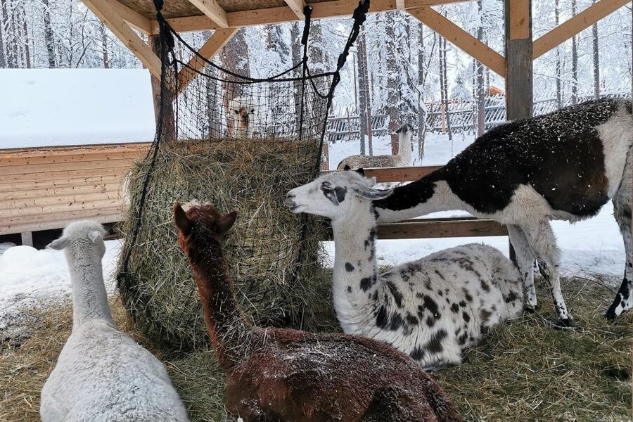 Rovaniemi: Reindeer, Huskies, Santa's Pets & Aurora Hunt - Should You Book This Rovaniemi Tour?