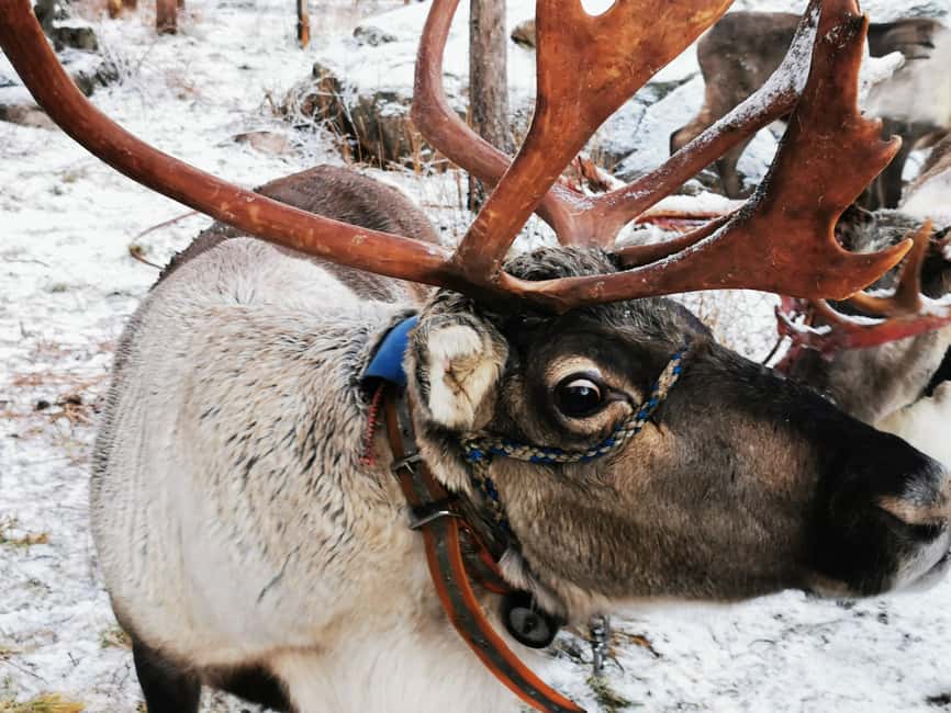 Rovaniemi: Reindeer, Huskies, Santa's Pets & Aurora Hunt - Meeting the Reindeer at Santa Claus Village