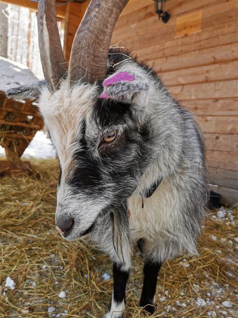 Rovaniemi: Reindeer, Huskies, Santa's Pets & Aurora Hunt - Santa Claus Village Free Time
