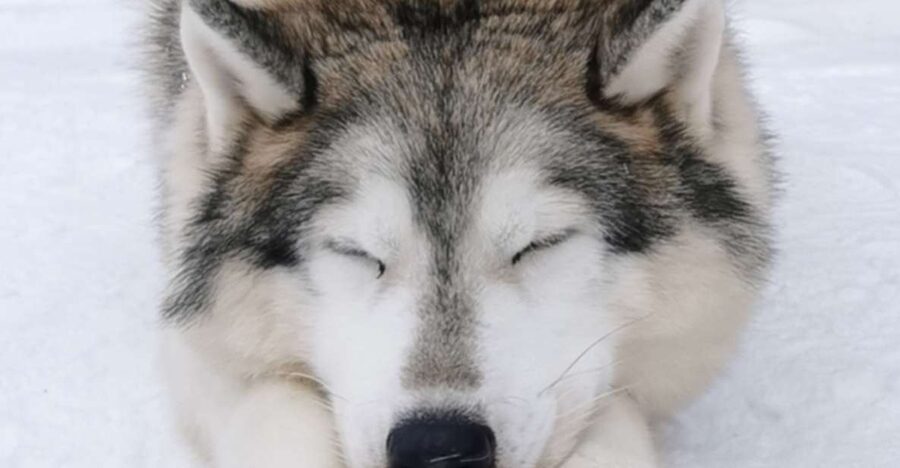 Rovaniemi: Reindeer, Huskies, Santa's Pets & Aurora Hunt - Searching for the Northern Lights Near a Frozen Lake
