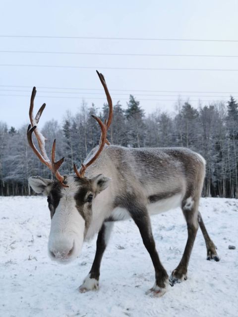 Rovaniemi: Reindeer, Huskies, Santa's Pets & Aurora Hunt - What the $271 Price Really Buys