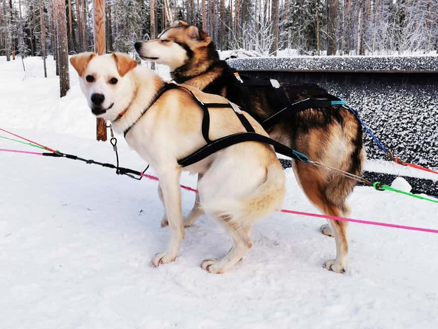 Rovaniemi: Reindeer, Huskies, Santa's Pets & Aurora Hunt - Cold Weather, Children, and Practical Limits