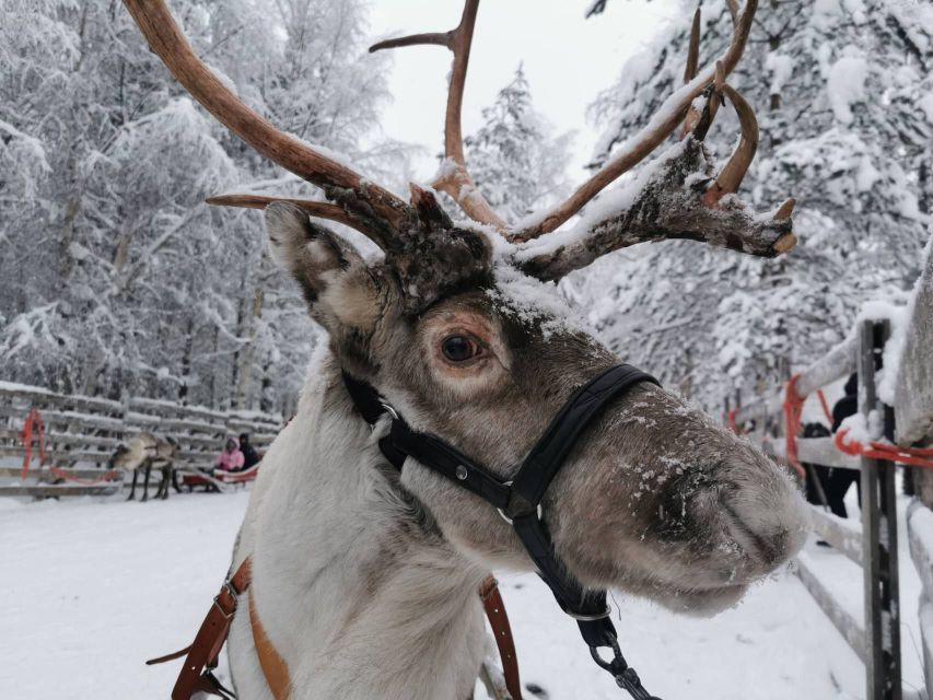 Rovaniemi: Reindeer, Huskies, Santa's Pets & Aurora Hunt - The Husky Ride: Fast, Fun, and Brief