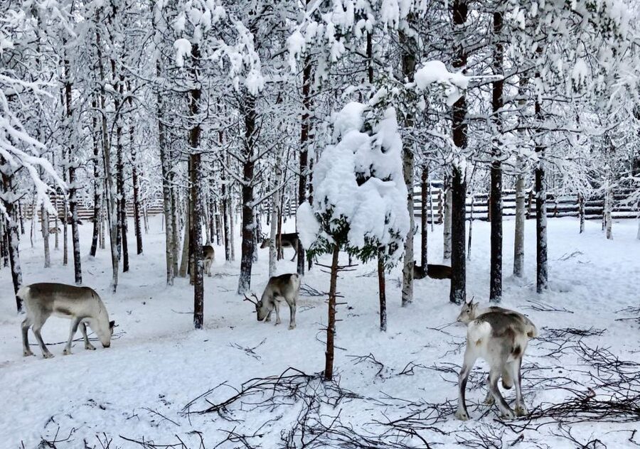 Rovaniemi: Reindeer Sleigh Ride with Hot Drink and Cookies - Leaving Rovaniemi for a working reindeer farm