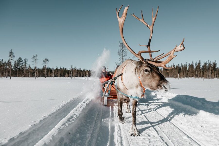 Rovaniemi: Reindeer Sleigh Ride with Hot Drink and Cookies - The 1.5-kilometer sleigh ride through snowy trees