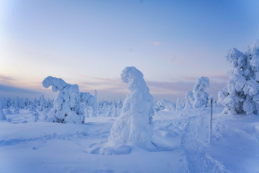 Rovaniemi: Riisitunturi National Park Day Trip with Lunch - The 4-kilometre walk through the snow forest
