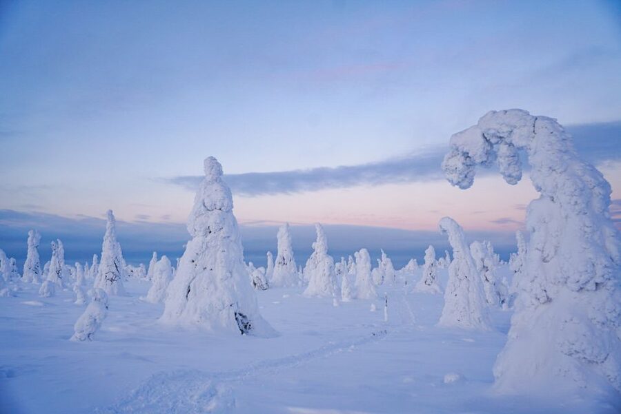 Rovaniemi: Riisitunturi National Park Day Trip with Lunch - Snowy trees, animal tracks, and Arctic nature