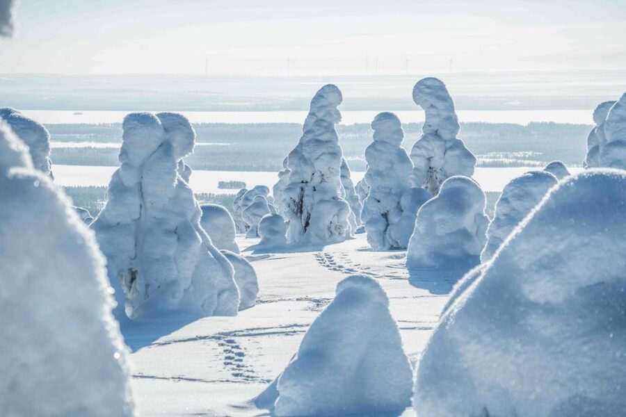 Rovaniemi: Riisitunturi National Park with Pro Photos & BBQ - What the price of $159 really covers