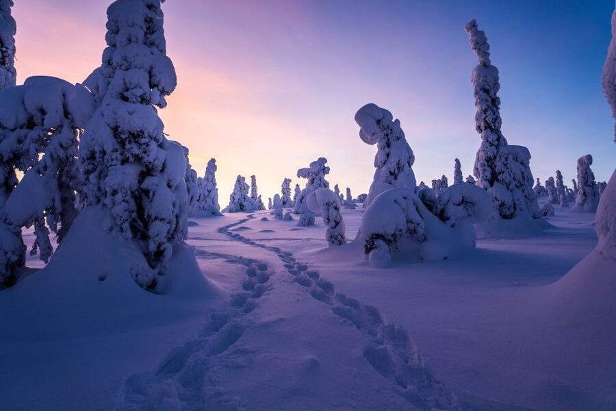 Rovaniemi: Riisitunturi National Park with Pro Photos & BBQ - Who will enjoy this most