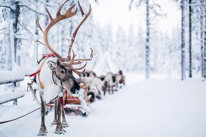 Rovaniemi Santa Claus Village Husky Reindeer Farm Arctic Museum - Lunch and the value of an organized stop