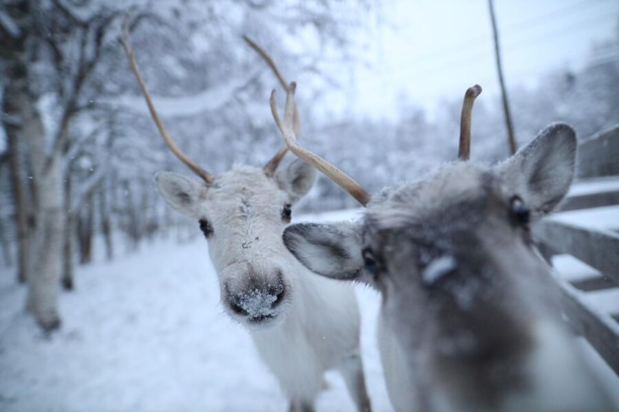 Rovaniemi: Santa Claus Village Tour Huskies & Reindeer Visit - Seasonal details you should not overlook