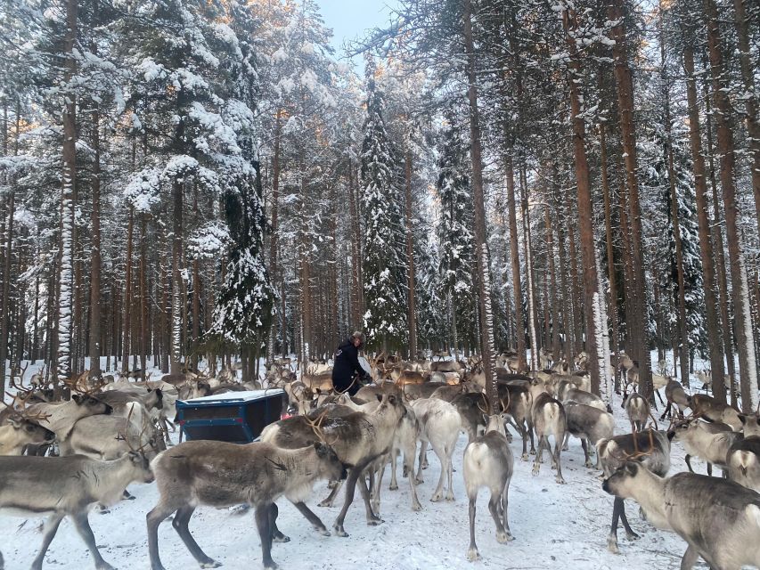 Rovaniemi: Santa Claus Village Tour Huskies & Reindeer Visit - My booking verdict