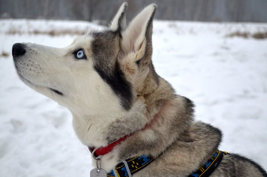 Rovaniemi: Self-Drive Husky Sleigh Ride Adventure - Why driving your own sled changes the experience
