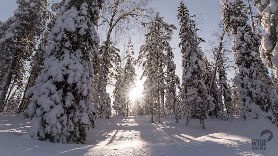 Rovaniemi: Snowmobile Safari into the Arctic Circle Forest - What the $150 price really covers