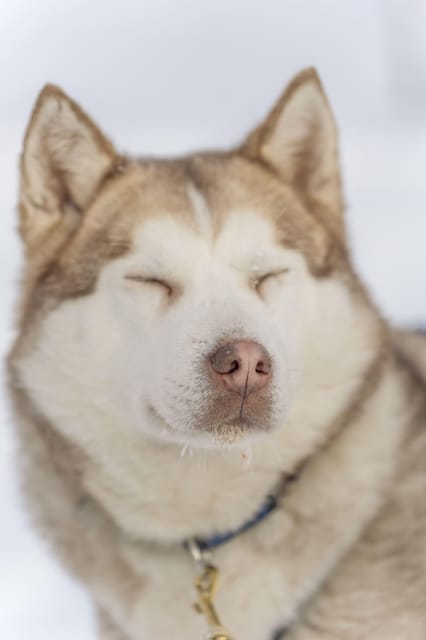 Rovaniemi: Snowmobile Safari, Reindeer & Husky Sleigh Ride - Quick facts about the Arctic combo tour