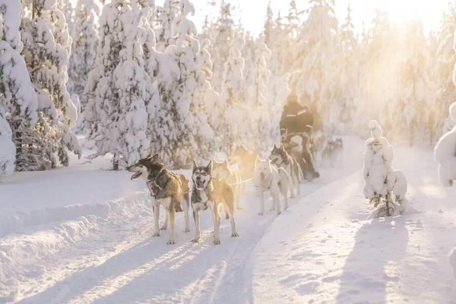 Rovaniemi: Snowmobile Safari, Reindeer & Husky Sleigh Ride - Why this three-part tour works