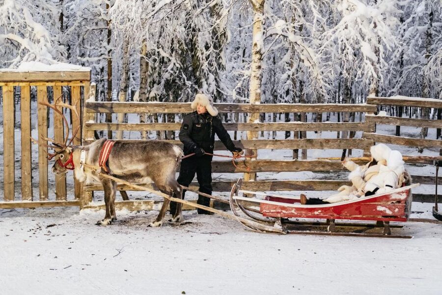 Rovaniemi: Snowmobile Safari, Reindeer & Husky Sleigh Ride - A quiet ten minutes with Lapland’s reindeer
