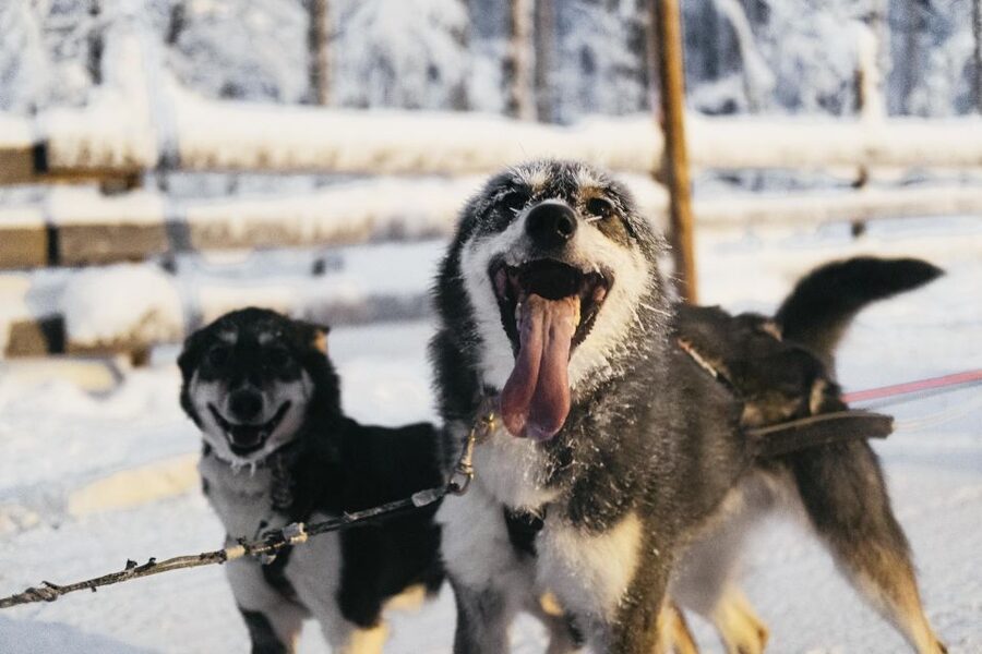 Rovaniemi: Snowmobile Safari, Reindeer & Husky Sleigh Ride - Guides make the tight schedule work