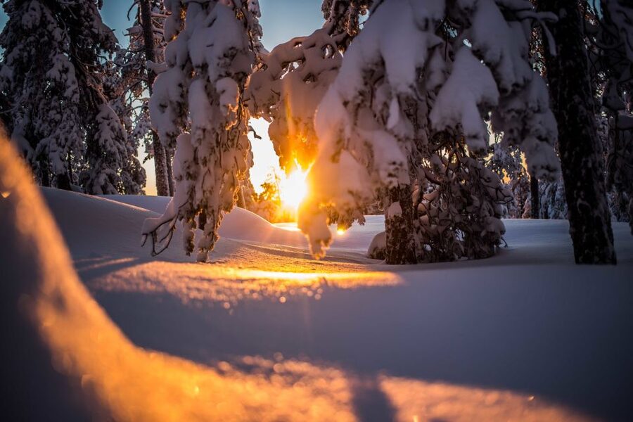 Rovaniemi: Snowshoe Wilderness Adventure - Key points to know before booking