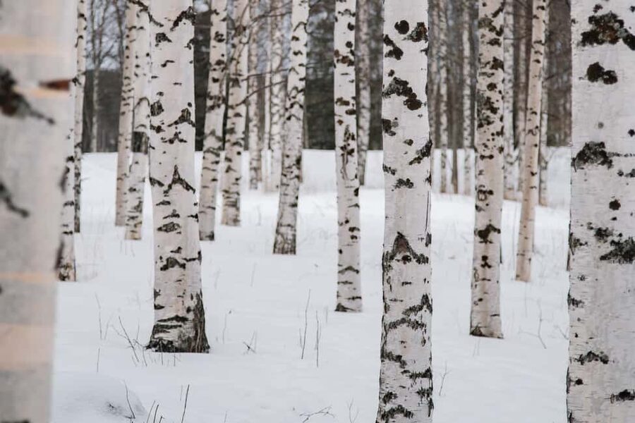 Rovaniemi: Snowshoeing in the Arctic Wilderness - Flint, Steel, and a Real Campfire