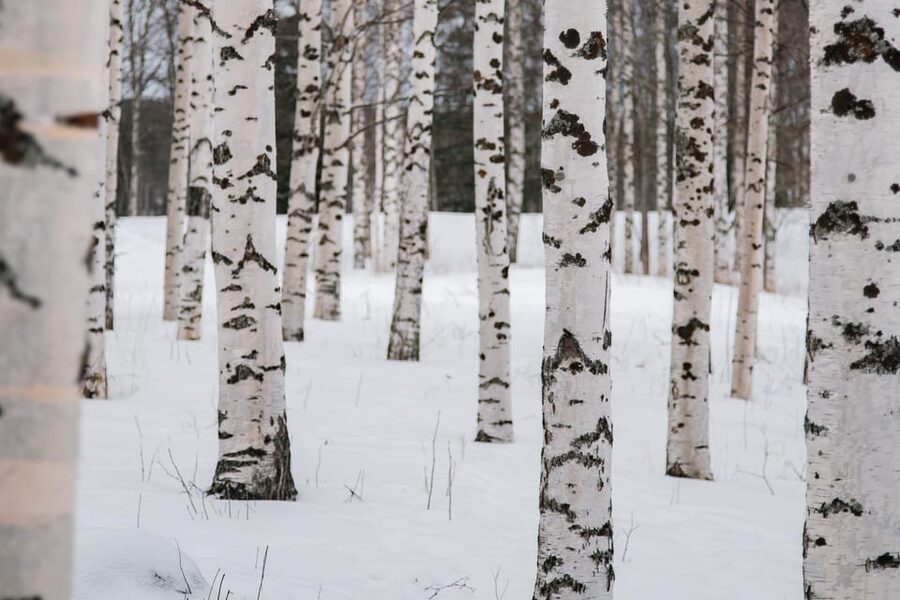 Rovaniemi: Snowshoeing in the Arctic Wilderness - Clothing Is the Main Practical Issue