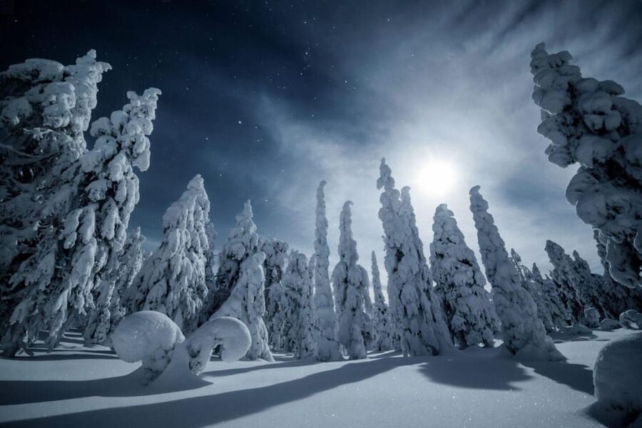 Rovaniemi: Snowy Forest Night Hike with Northern Lights - What the forest walk feels like