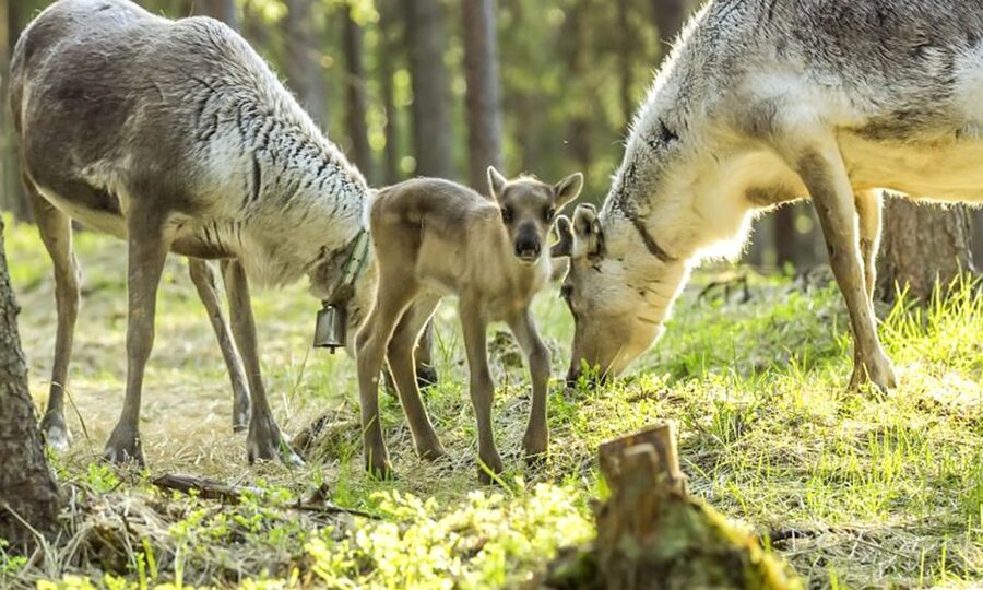 Rovaniemi: Summer Reindeer Farm Experience - Leaving Rovaniemi for the Summer North