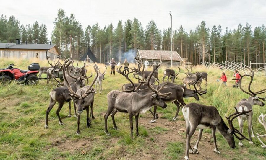 Rovaniemi: Summer Reindeer Farm Experience - Learning from the Local Herder