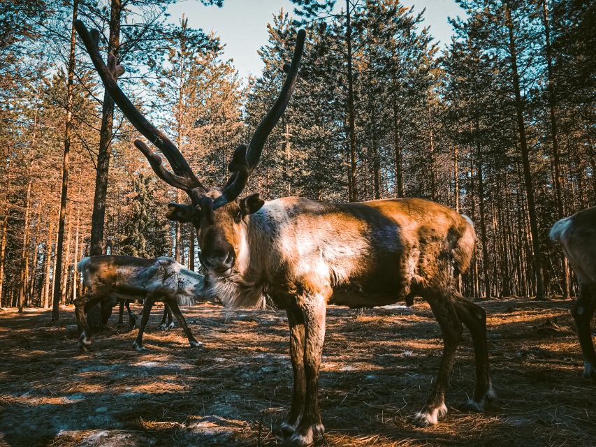 Rovaniemi: Summer Reindeer Farm Experience - Warming Up Inside a Traditional Kota