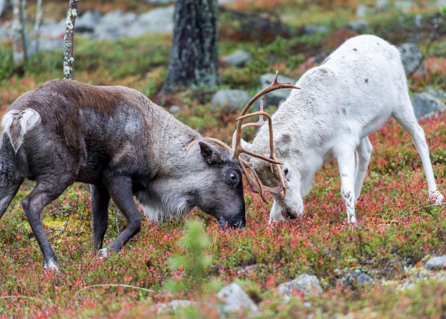 Rovaniemi: Summer Reindeer Farm Experience - Why Summer Changes the Experience