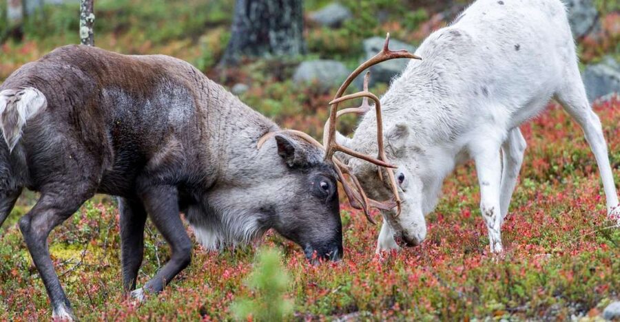 Rovaniemi: Summer Reindeer Farm Experience - Feeding the Reindeer in Summer