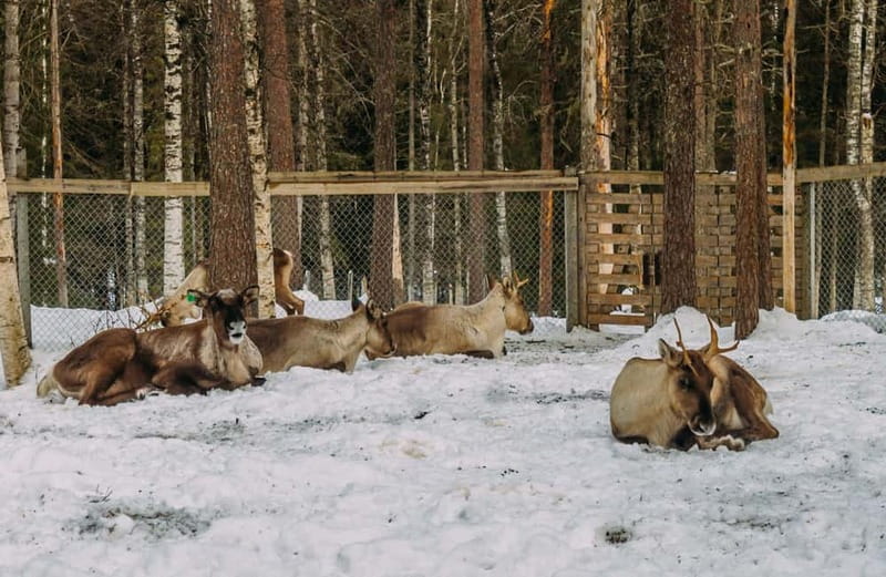Rovaniemi: Trip to Ranua Zoo with Tickets - Inside Ranua Zoo: what you may see