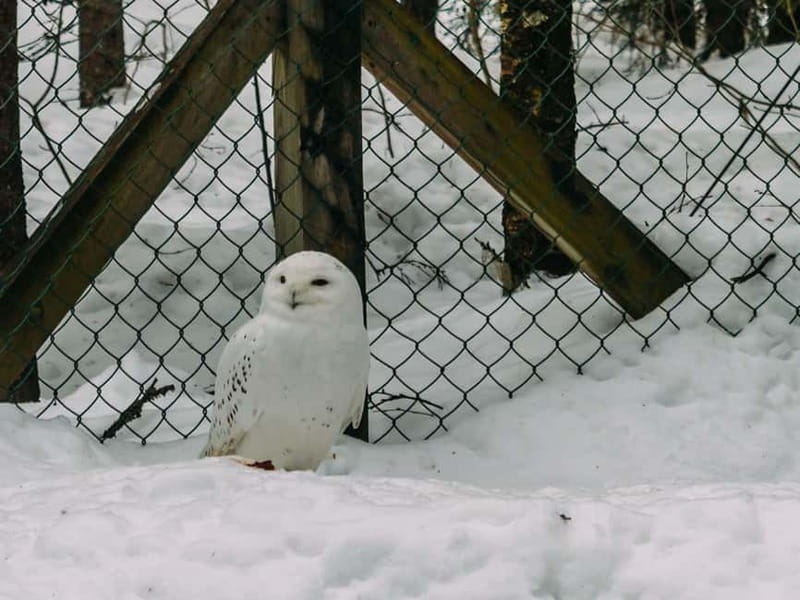 Rovaniemi: Trip to Ranua Zoo with Tickets - What the $102 price really covers