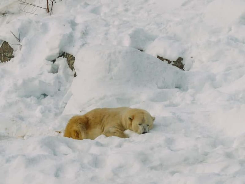 Rovaniemi: Trip to Ranua Zoo with Tickets - The best season and the biggest wildlife caveat
