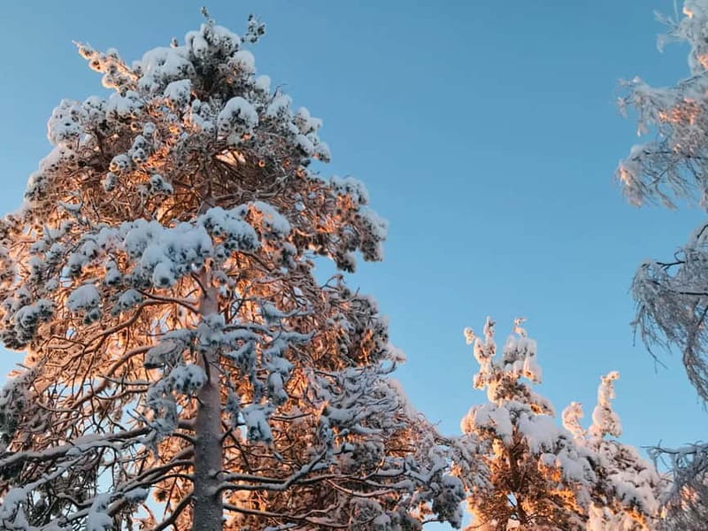 Rovaniemi: Trip to Ranua Zoo with Tickets - Practical advice for a smoother visit