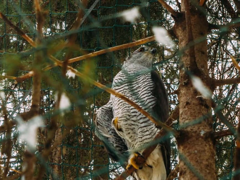 Rovaniemi: Trip to Ranua Zoo with Tickets - Should you book the Rovaniemi to Ranua Zoo tour?