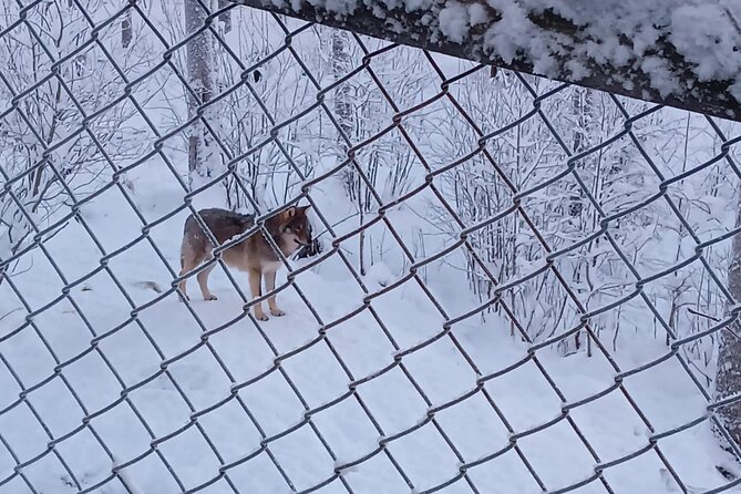 Rovaniemi: Trip to Ranua Zoo with Tickets Included - Lunch, warm drinks, and local sweets