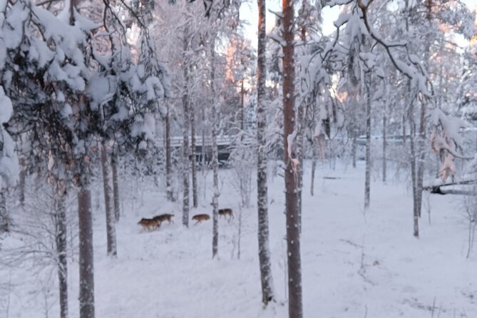Rovaniemi: Trip to Ranua Zoo with Tickets Included - Flexible pickup from Rovaniemi