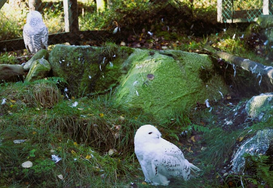 Rovaniemi: trip to the Ranua Zoo (transportation, tickets) - Is $117 per person good value?
