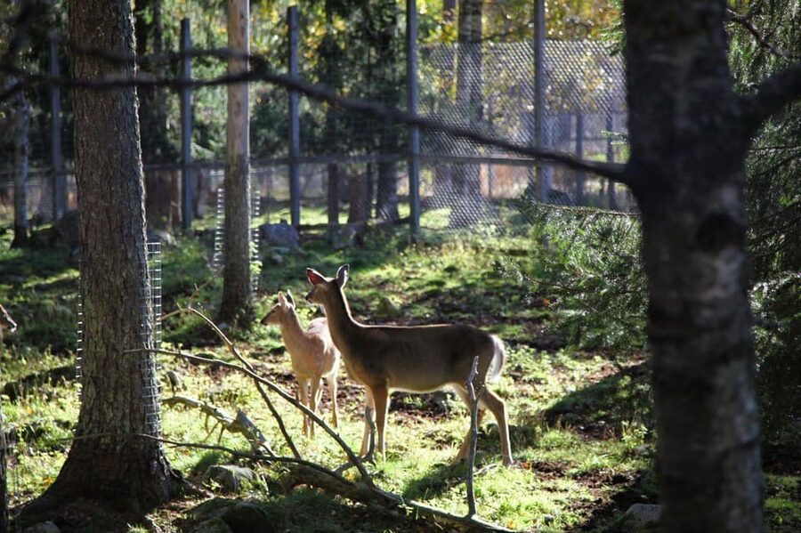 Rovaniemi: trip to the Ranua Zoo (transportation, tickets) - Timing, cancellation, and what to pack