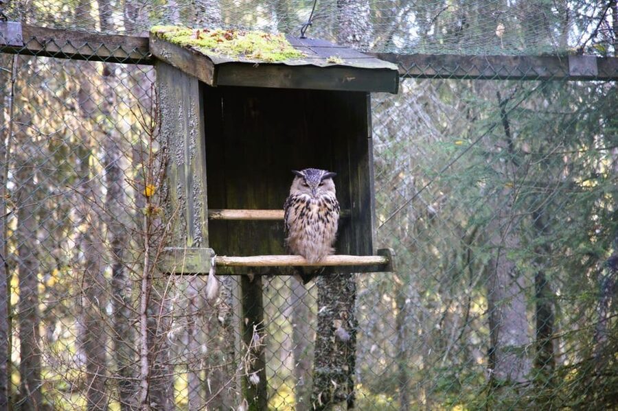Rovaniemi: trip to the Ranua Zoo (transportation, tickets) - Who should book the Ranua Zoo trip?