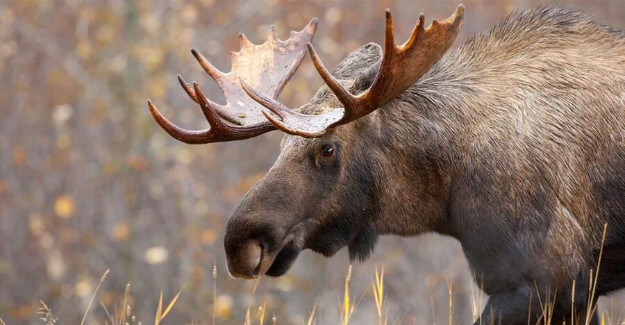 Rovaniemi: Wild Moose Safari - Key points to know before booking