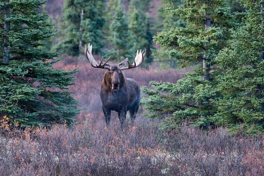 Rovaniemi: Wild Moose Safari - Meeting the King of Finland’s Forest