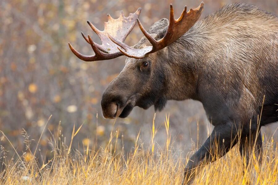 Rovaniemi: Wild Moose Safari - What the guide adds to the search