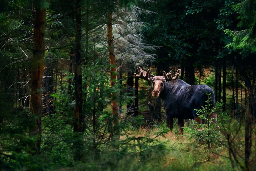Rovaniemi: Wild Moose Safari - Pickup from Rovaniemi and the real time commitment